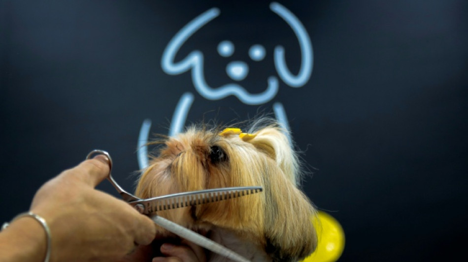 M&aacute;s all&aacute; de la muerte: en Sao Paulo, las mascotas pueden ser sepultadas con sus amos