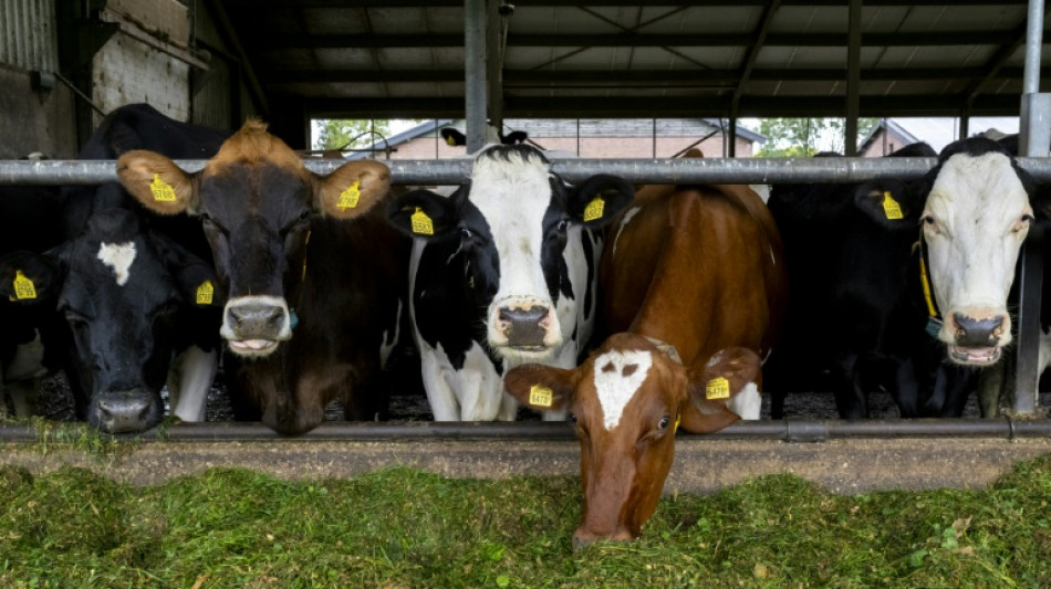 Les agriculteurs n&eacute;erlandais dans le fumier "jusqu'au cou"