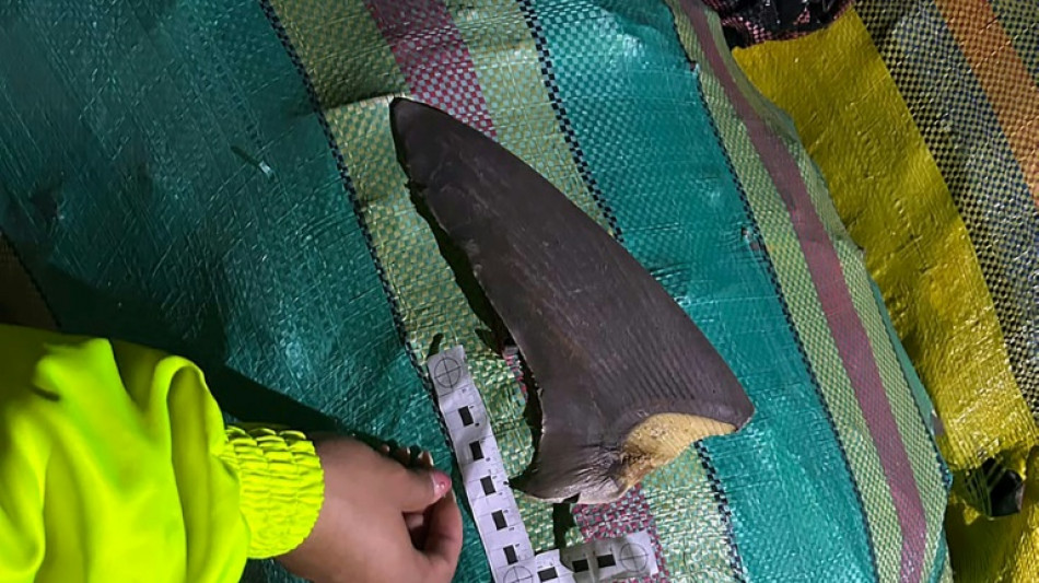 Colombia incauta m&aacute;s de 4.200 aletas de tibur&oacute;n que iban al mercado asi&aacute;tico