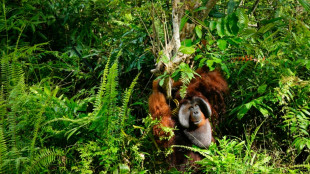 La demanda de casas rodantes en EEUU impulsa la deforestación en la isla de Borneo, denuncian oenegés