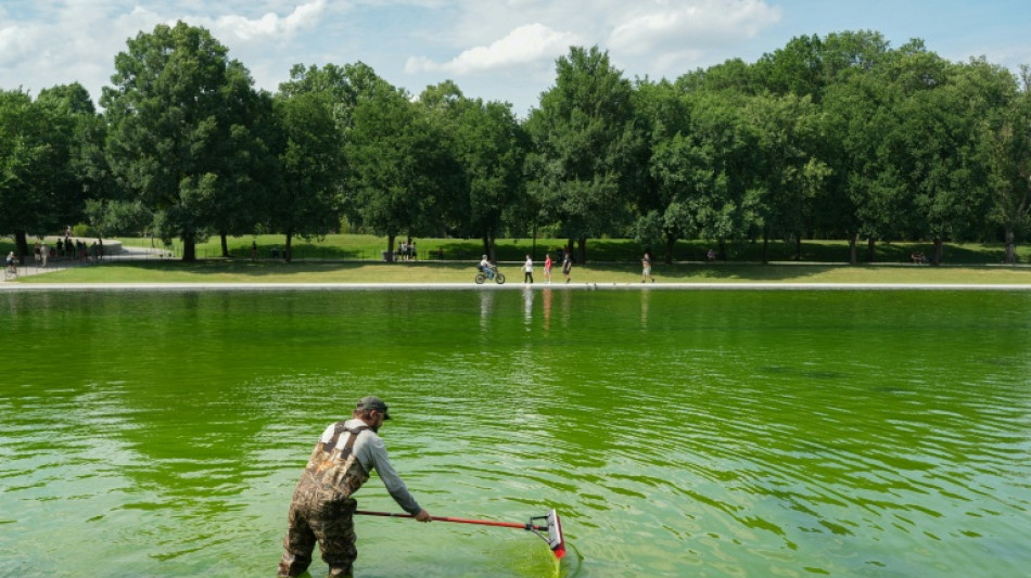 Swamp Thing: Algae mess with Trump's pool project
