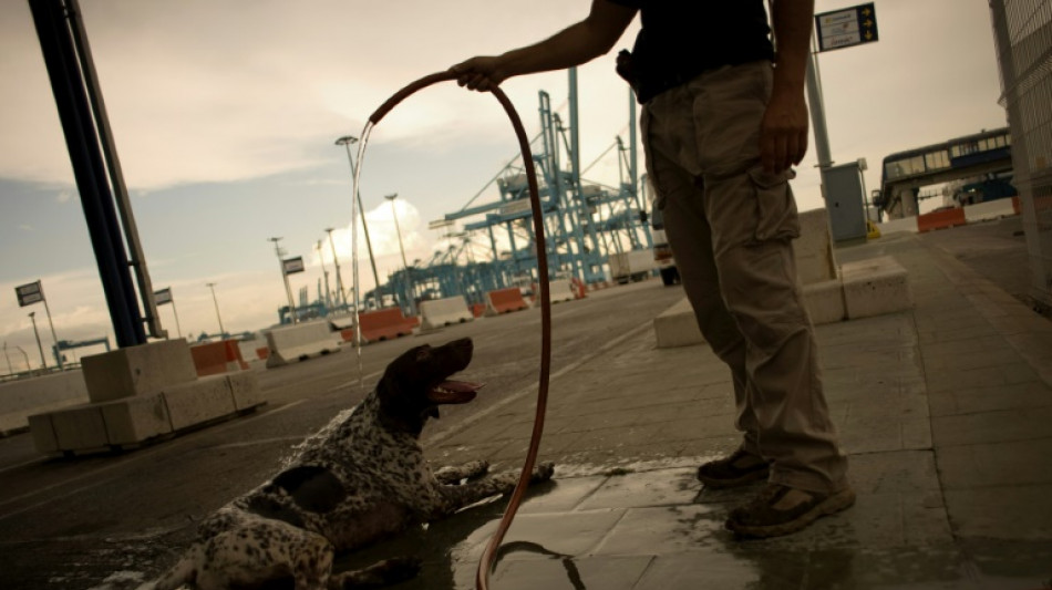 Confiscan en Espa&ntilde;a cargamento de 8 toneladas de coca&iacute;na