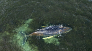 Buckelwal in Ostsee schwimmt sich erneut frei - Zustand weiter kritisch
