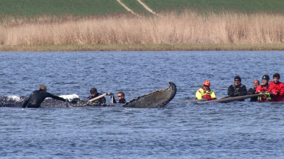 Buckelwal vor Ostseeinsel Poel in Frachtkahn geschwommen - Weitertransport geplant