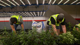 El cannabis saca a la luz las armas en Catalu&ntilde;a