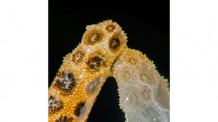 Healthy corals help bleached neighbors regain color: study