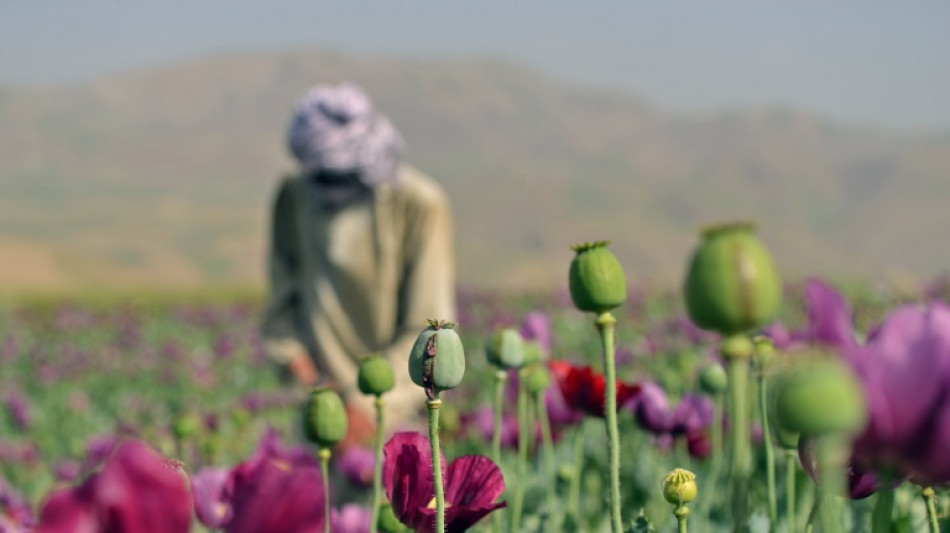 Cultivo de opio crece en Afganist&aacute;n pese a prohibici&oacute;n del gobierno talib&aacute;n, seg&uacute;n ONU