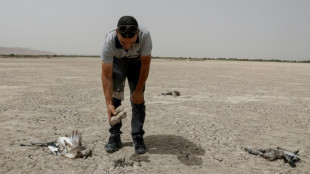 Voluntarios de Argelia salvan a unos 300 flamencos en riesgo por la sequ&iacute;a