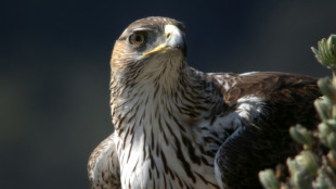 Des insecticides interdits saisis lors d'une enqu&ecirc;te sur la mort d'un aigle de Bonelli
