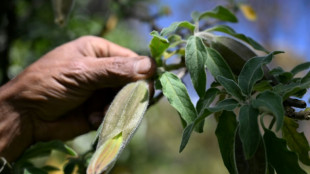 Alerta en Medell&iacute;n por el aumento de las "muertes sospechosas" de extranjeros