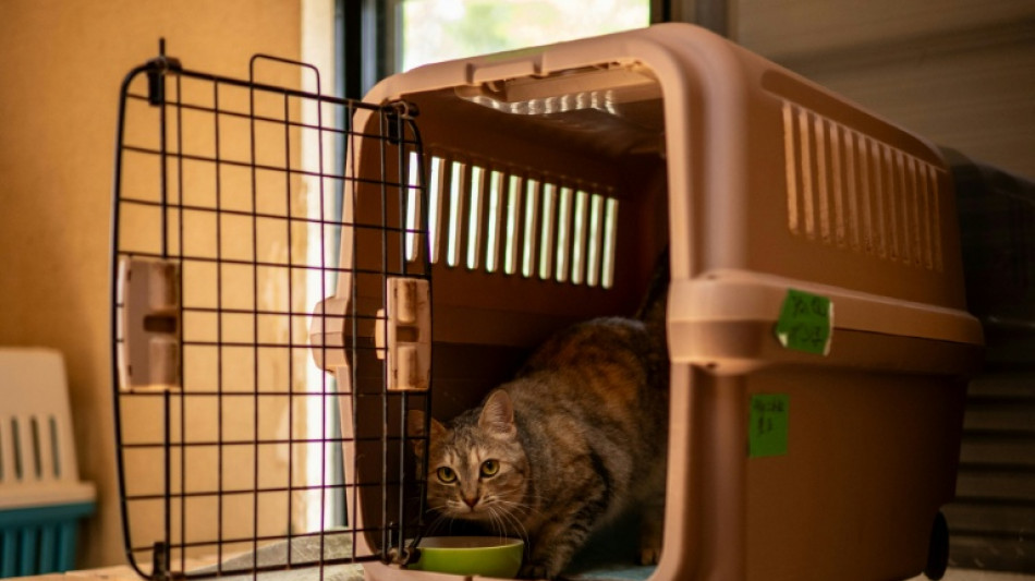 Japan startup seeks approval of cat kidney disease treatment