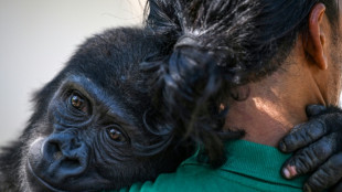 En Turquie, un bébé gorille prépare son retour au Nigeria
