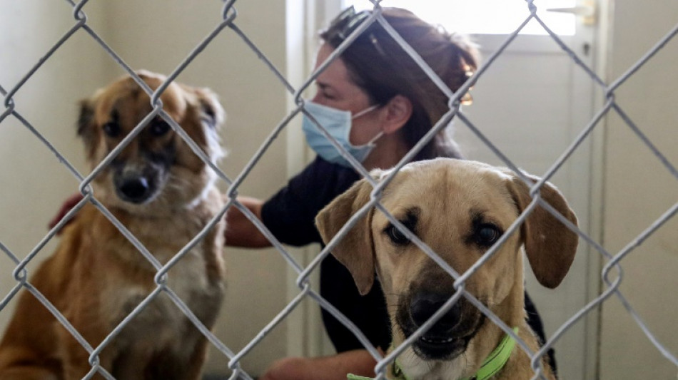 Outrage in Qatar after 29 dogs, puppies shot dead