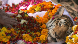 L'Inde fait ses adieux à la tigresse Collarwali, dite "supermaman"