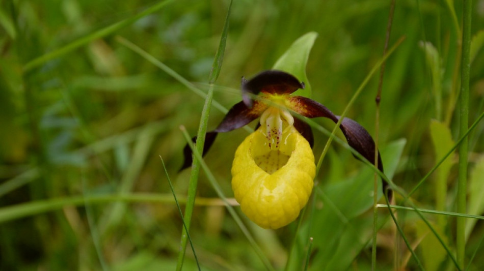 New rare wild orchid seen in UK for first time in 100 years