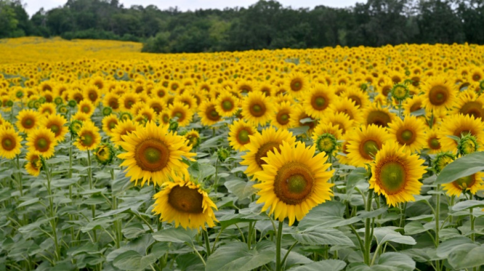 'Just can't sell': Ukraine harvests sunflowers as war blocks ports