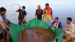Una raya de 4 metros de largo y 180 kilos capturada en Camboya