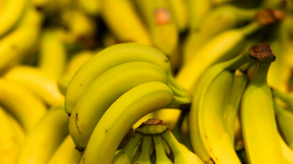 Portugal: pr&egrave;s de 3,5 tonnes de coca&iuml;ne saisies dans une cargaison de bananes 