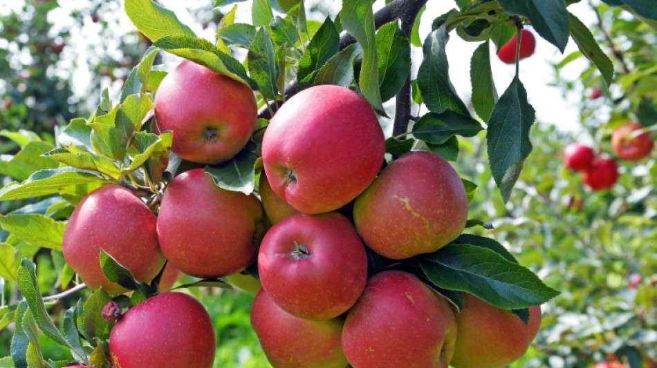 Schwache Ernte f&uuml;hrte 2023 zur niedrigsten Apfelsaftmenge seit zehn Jahren