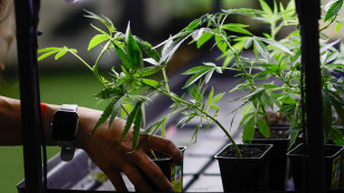 Marcia indietro su cannabis light, emendamento sar&agrave; ritirato