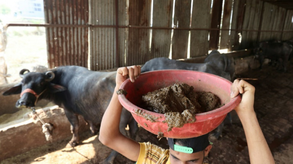 India transforma bo&ntilde;iga de vaca en fuente de energ&iacute;a renovable
