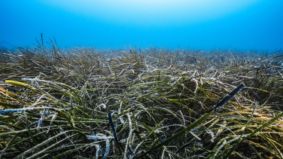 L'Adriatico troppo caldo, sta perdendo le sue praterie