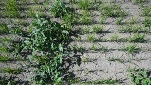 Europe's baked rice bowl seeks escape from drought