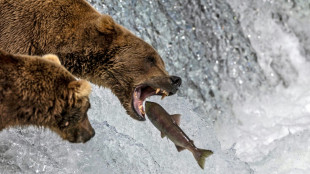 Voting opens in Alaska's annual Fat Bear Week