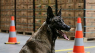 El puerto de Amberes decomis&oacute; una cantidad r&eacute;cord de coca&iacute;na en 2023: 116 toneladas