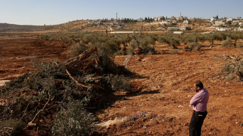 Escavadeiras arrancam centenas de árvores de palestinos na Cisjordânia