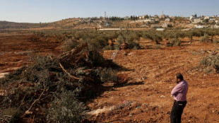 Escavadeiras arrancam centenas de árvores de palestinos na Cisjordânia