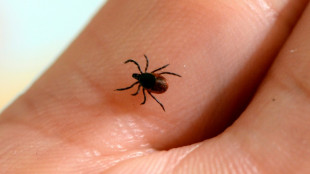 EU to study potential vaccine for Lyme disease: companies
