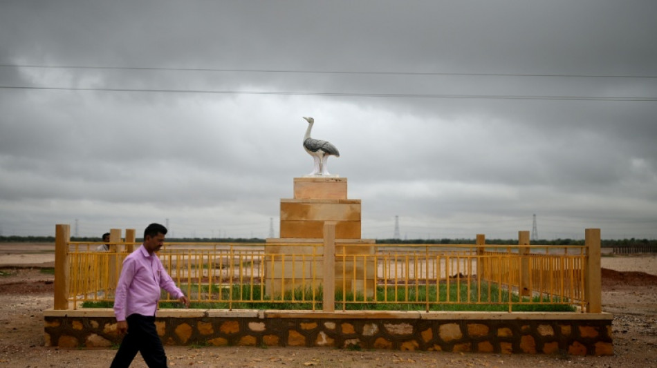 Newly-hatched rare Indian bustard chick gets 50-strong guard